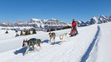 dogs, husky, husky tours, dog sledding